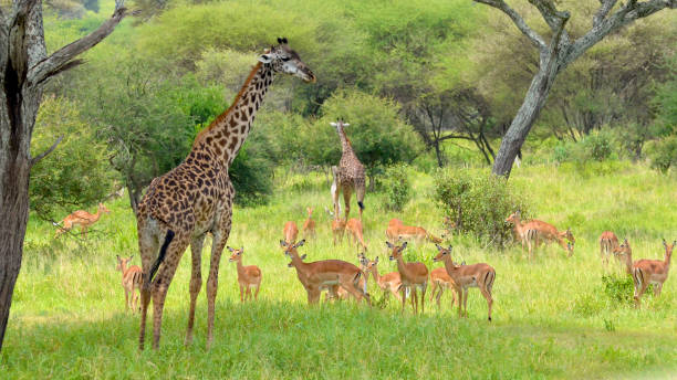 istock Two giraffes stand in a herd of impalas 1366613298