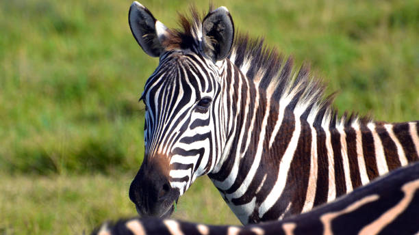 istock Close up of zebra 1366613300