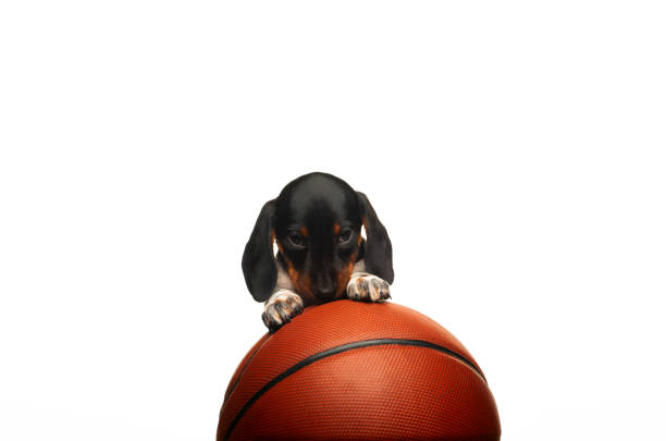 istock image of dog basketball white background 1366614657