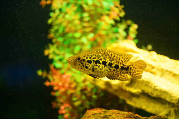 istock Parachromis managuensis in aquarium. (Cichlasoma managuense) 1366616317