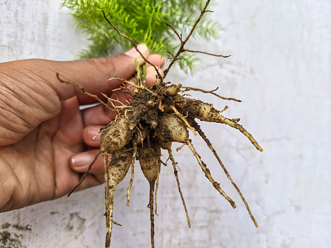 Asparagus racemosus or Shatavari botanical herb in India. Hand holding of roots of Asparagus racemosus. Tonic herb for women Helps balance the female hormonal system.