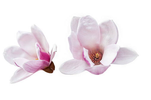 Two magnolia flowers: front and side. in .png file magnolia isolated on transparent background