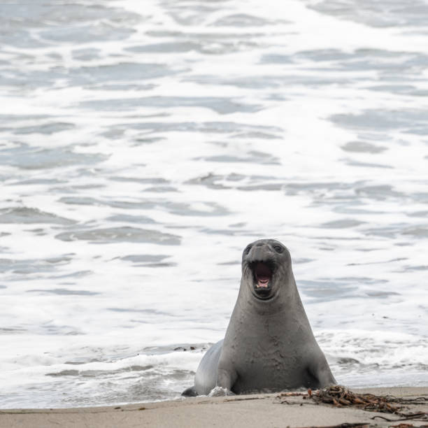 istock Young Elephant Seal Emerges From The Pacific And Barks 1366617942