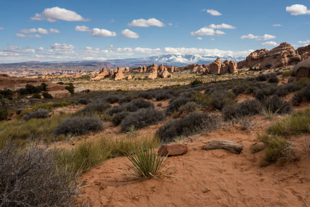 istock Yucca Growing On Trail Side In Arches National Park 1366617957