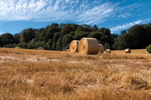istock Round Bales of Straw 1366618010