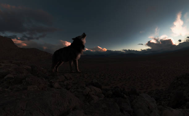 istock Howling wolf in a remote vast rocky landscape at sunset. 3D render. 1366620687