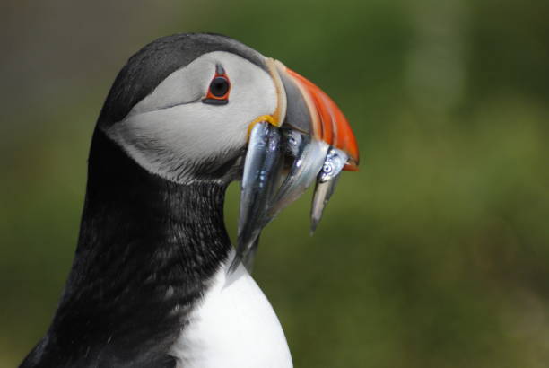 istock Puffin with fish closeup 1366621317