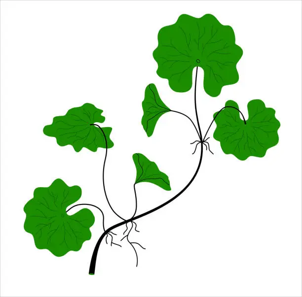 Vector illustration of gotu cola leaves