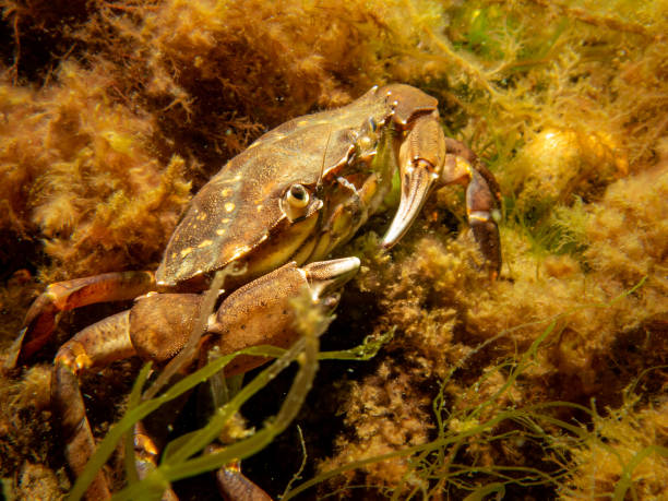 istock A crab among seaweed and stones 1366621413