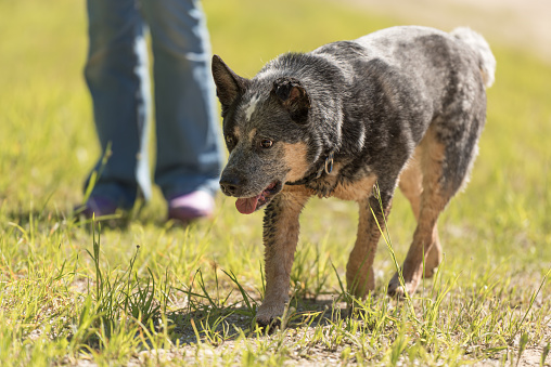 Dog owner goes for a walk with his good Australia Cattle dog