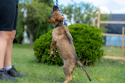 Dog portrait of a nine-week-old German Shepherd puppy jumping in green grass. Sable colored, working line breed