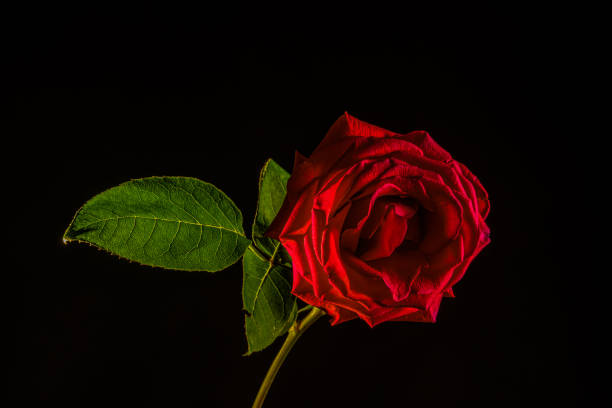 istock red rose isolated on black background 1366622506
