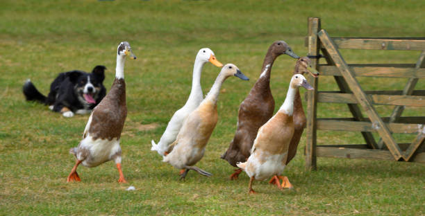 patos siendo arreados por un perro border collie. - herder fotografías e imágenes de stock