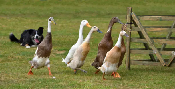 Photo of Ducks being herded by a Border Collie Dog.