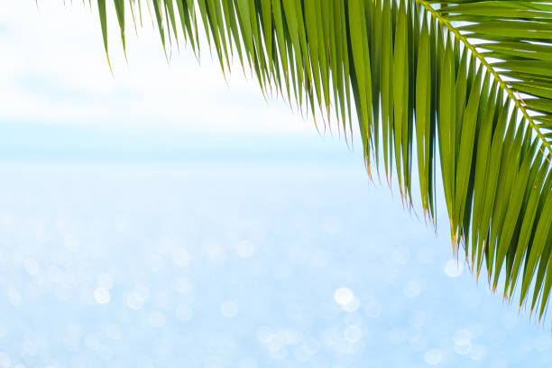 istock Palm tree lush branch grows against shimmering sea water 1366623689