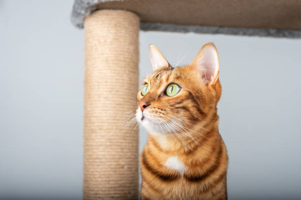 istock The muzzle of a Bengal cat against the background of a scratching post. 1366624099