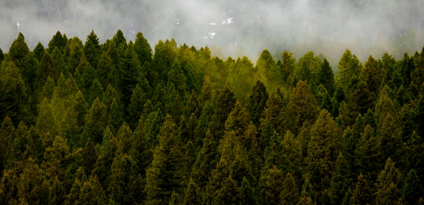 istock Forest in Mountains with Misty Storm 1366624387