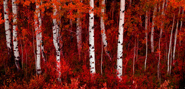 istock Aspen Trees in Fall with Colors Lush Forest Birch 1366624438