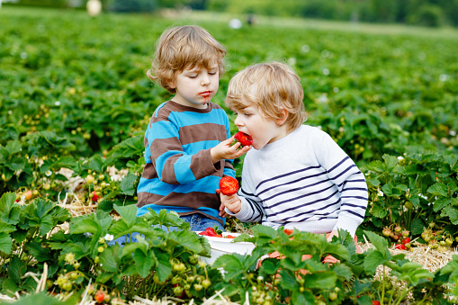 Two little siblings preschool boys having fun on strawberry farm in summer. Children, happy cute twins eating healthy organic food, fresh strawberries as snack. Kids helping with harvest.
