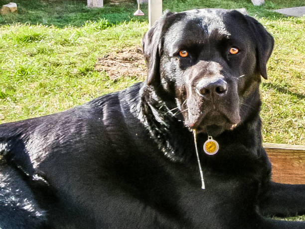 istock Labrador retriever drools 1366625703