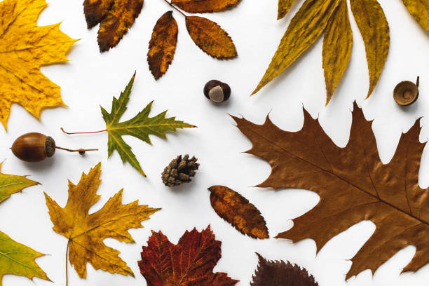 istock Different dry leaves with cone, chestnut and acorns 1366626175