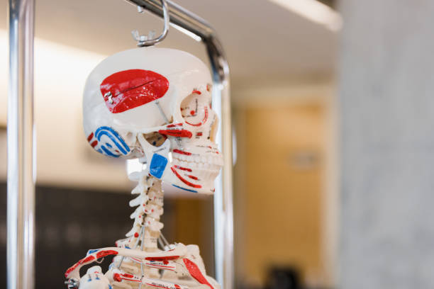 istock Model of human skeletal system hangs in classroom 1366626189