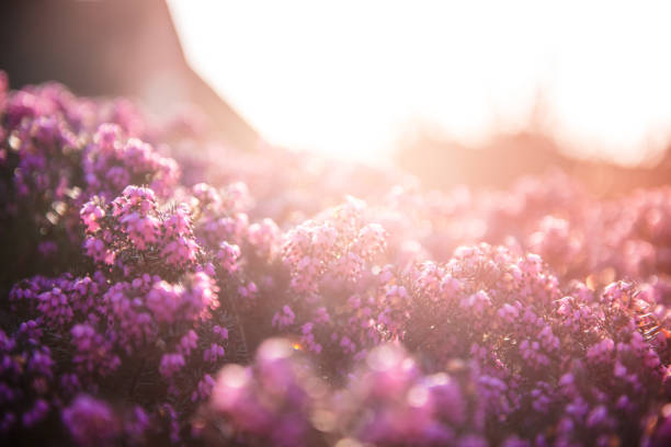 Heather at evening sunset