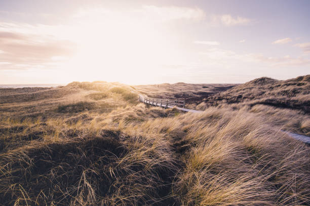 boardwalk durch die dünen - beach boardwalk grass marram grass stock-fotos und bilder