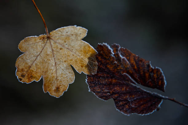istock Frozen leaf in back light and out of focus background. 1366626942