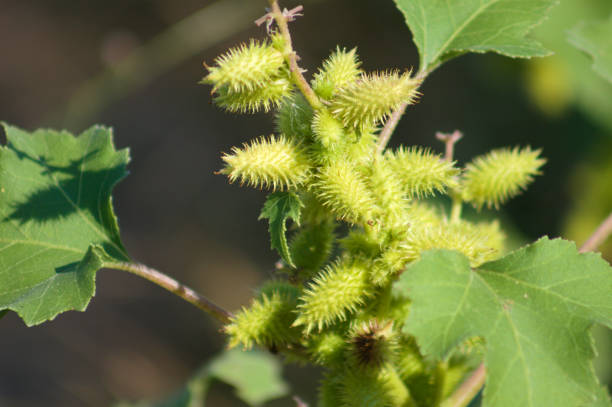 vue rapprochée des fruits communs avec mise au point sélective au premier plan - cocklebur photos et images de collection