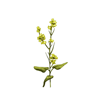 Branch mustard plant with leaf and flower. Vintage vector hatching color hand drawn illustration isolated on white background