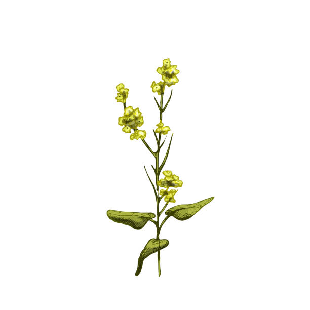 Branch mustard plant with leaf and flower. Vintage vector hatching Branch mustard plant with leaf and flower. Vintage vector hatching color hand drawn illustration isolated on white background mustard fruits stock illustrations