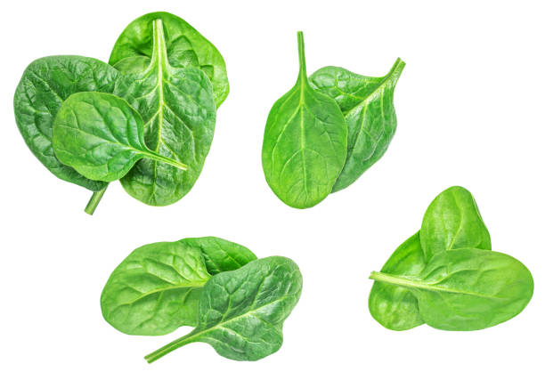 istock Spinach leaves isolated on white background. Various Spinach Closeup. Collection. Top view. Flat lay.