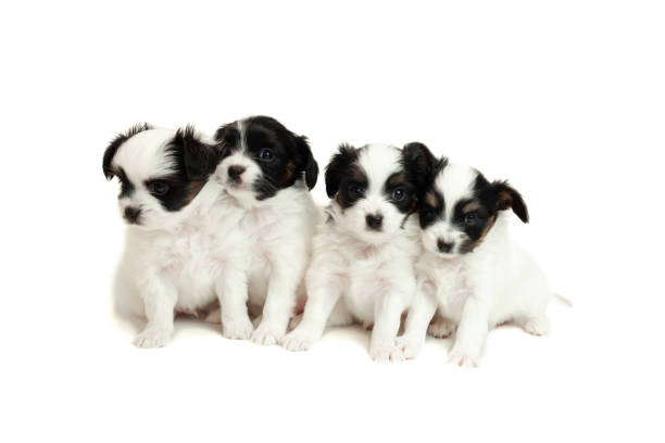 istock Four little papillon puppies sitting in front 1366627988