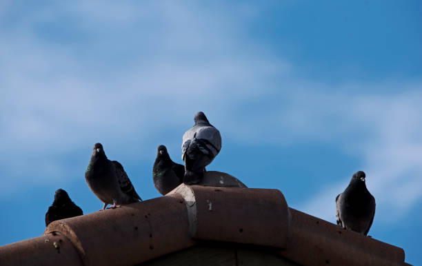istock Dove family enjoying morning sun 1366628748