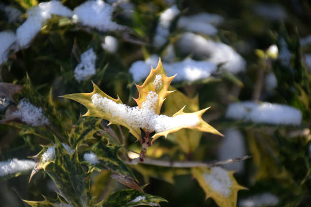 istock Snowy Chinese Holly Closeup 1366629261