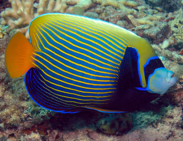 istock An Emperor Angelfish (Pomacanthus imperator) in the Red Sea, Egypt 1366630835