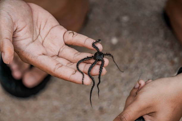 istock Close-up of hands holding ophiocoma 1366630907