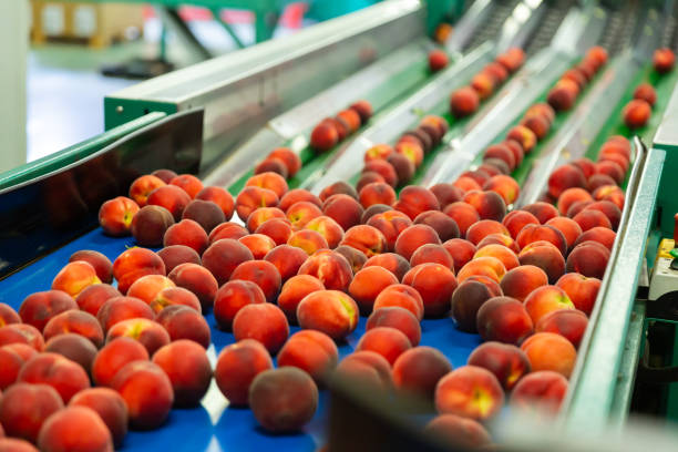 istock Red ripe peaches on conveyor belt 1366630950