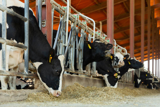 istock Milking cows eating stock feed in cowshed 1366630958