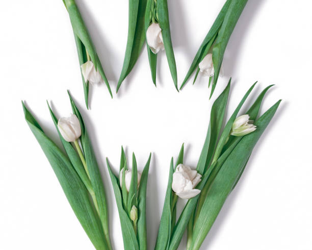 istock Frame of white tulips isolated on white background. Floral template with copy space from a bunch of fresh tulips. Flat lay, top view. 1366631764