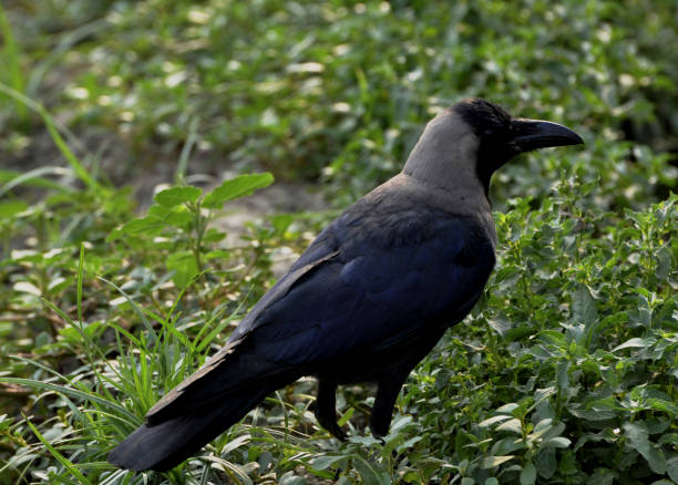 Bird-Crow stock photo