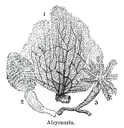 Alcyonaria Coral from out-of-copyright 1898 book 