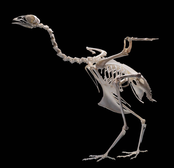 istock Complete skeleton of a bird on a black background 1366632172