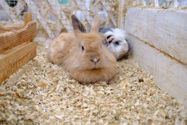 istock Home Mini Rabbit lies on sawdust in a specific accommodated housing area 1366632329