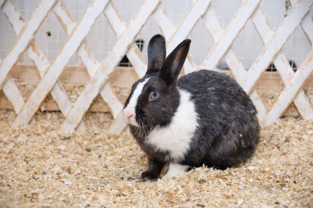 istock Homemade black and white mini rabbit sits in a varie 1366632336
