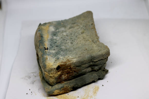 istock Moldy bread. Toast slices 1366632366
