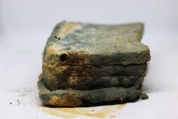 istock Moldy bread. Toast slices 1366632370