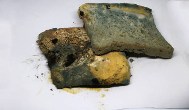 istock Moldy bread. Toast slices 1366632390