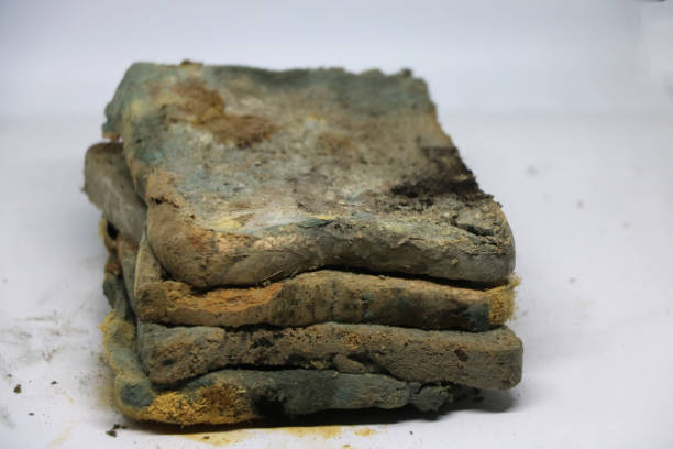 istock Moldy bread. Toast slices 1366632406